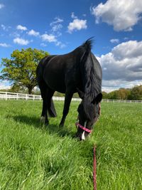 Pony Emma Pferdephysiotherapie