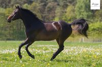 Bewegungsanalyse - Osteopathie für Pferde